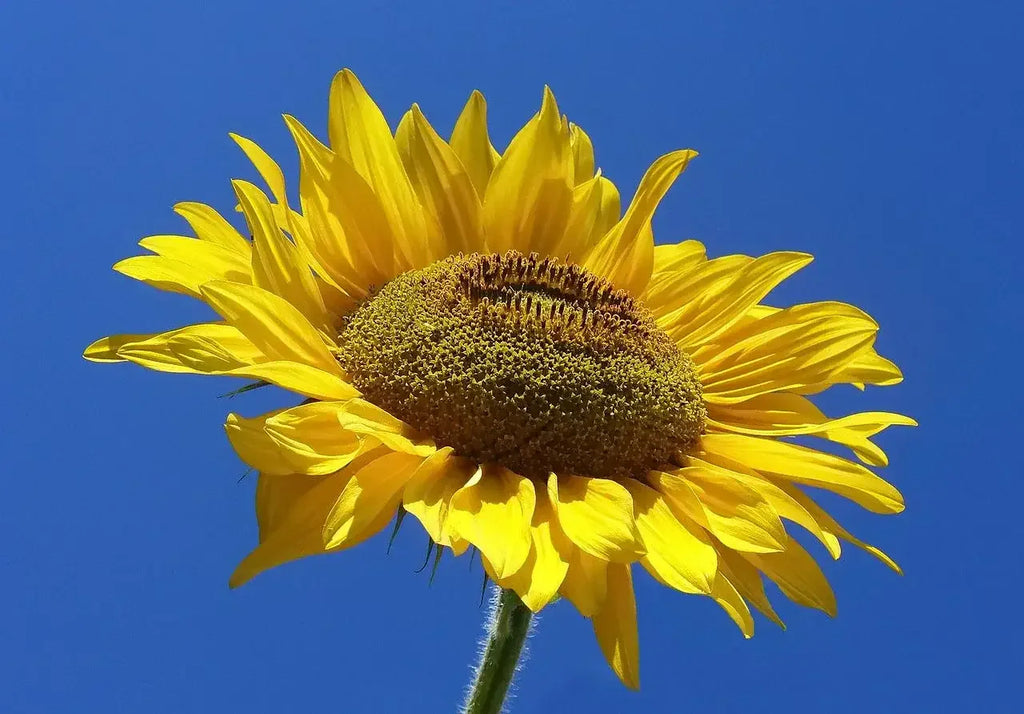 1280px-Sunflower_from_Silesia2 - linhnguyen5