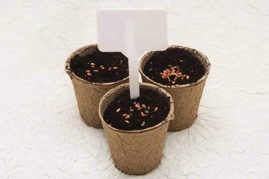 biodegradable-cardboard-pots-linhnguyen5 - linhnguyen5