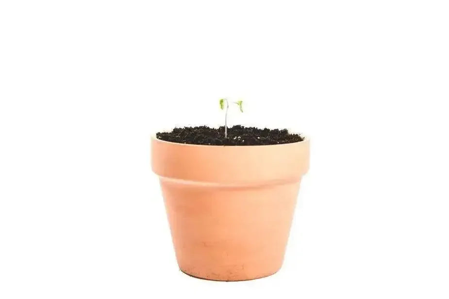 clay-plant-pot-linhnguyen5-1 - linhnguyen5